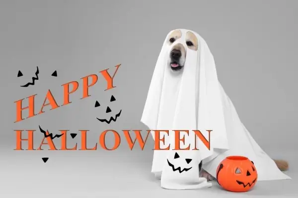 Happy Halloween from MortgageVI